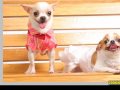 Imperial Villas Pets