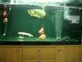IMG 0045 AVI