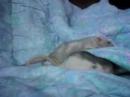 My rats