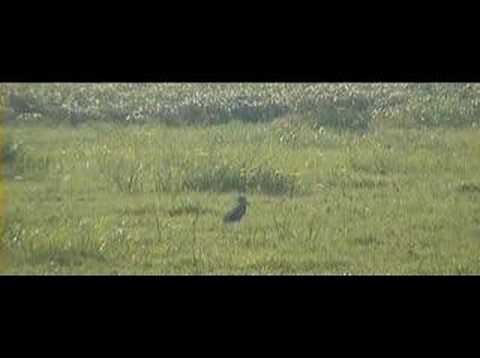 the elusive SHOEBILL