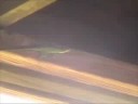 Anoles . . . Oh My God Anoles