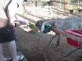 Feeding goats