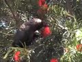 White tailed Black Cockatoo White tailed Black Cockatoo