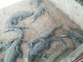 Chicken fed to crocodiles in Siem Reap, Cambodia. Enjoy.