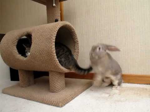 Bunny attacks cat