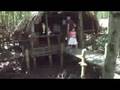 Mangrove