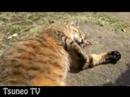 ツネオ君の日向ぼっこ♪ tsuneo