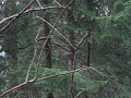 \"Sciurus carolinensis\" climbing