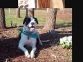 Pitbulls- THE GREATEST BY KIDWELL PRODUCTIONS.wmv