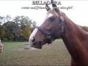 videos de Belladora - '06 filly by Big Boy (KWPN) out of Nora by Grand Slam (Oldenburg Verband)