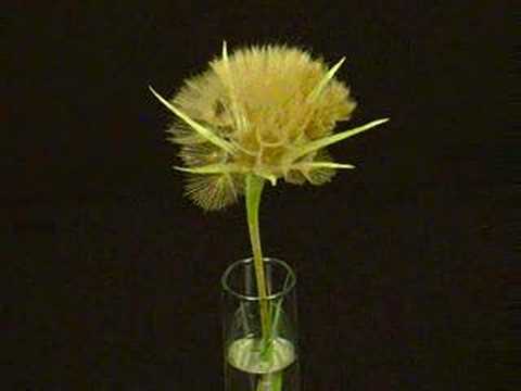 Time Lapse Opening of a Dandelion Clock