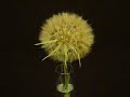 Time Lapse Opening of a Dandelion Clock
