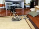 animal-friendship-between-different-species.html