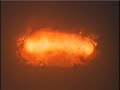 Nuclear Explosions