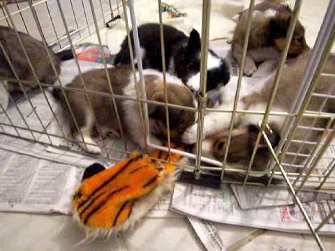 2008 Sheltie puppies conspires against the Tamil Tigers