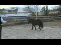 Little Horse Goes to Work
