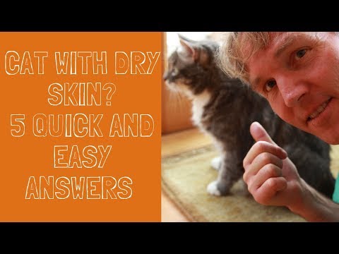 Dry Skin and Dandruff in Cats: 5 Quick and Easy Answers