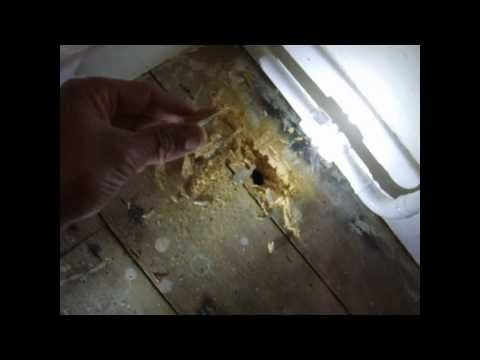 woodworm - A brief clip following one of our surveyors through a pre-purchase timber survey on a property in York. Dryfix Preservation Ltd, York,