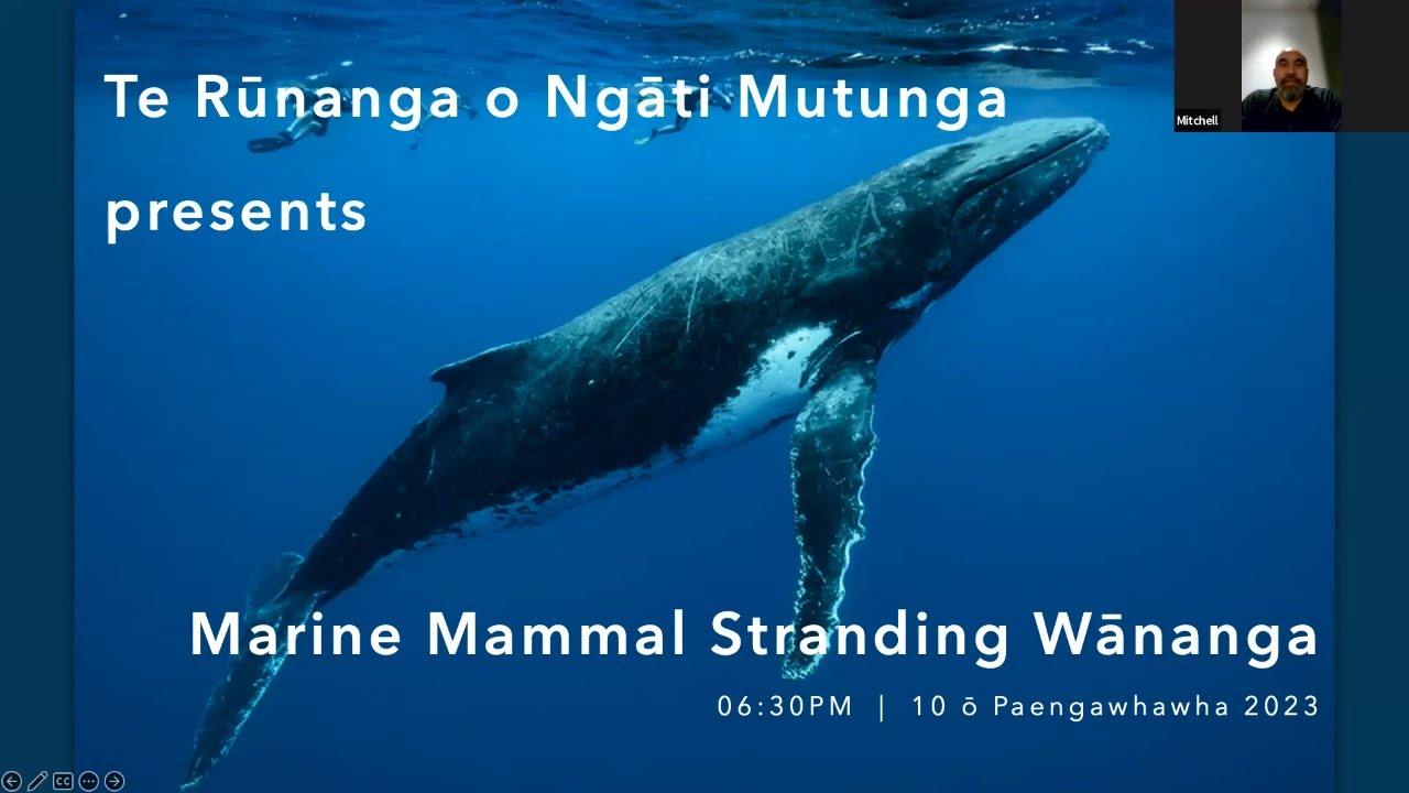 Marine Mammal Stranding's: Wānanga Tuatahi
