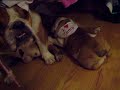 english bulldog puppy camping in the closet