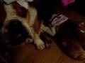 videos de english bulldog puppy camping in the closet