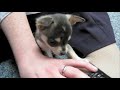 Mishka - As a Baby