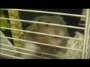 this is my illegal hamster.shhhh.