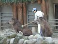 Tapir-1 ?Happiness of supremacy