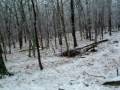 videos de Lot 29 for Sale $25,000  Wooded and buildable