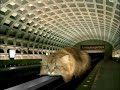 Monorail Cat