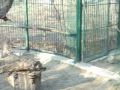 Gepard / Cheetah