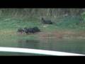 Otters@Play