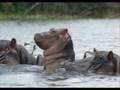 Wildlife in Kenya