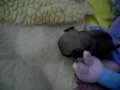 puglet 3weeks old first toys