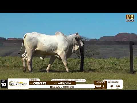 1� LEIL�O PRODU��O FAZENDA ORIENTE