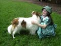 Lyric the CHW carting sheltie
