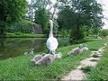 Les cygnes