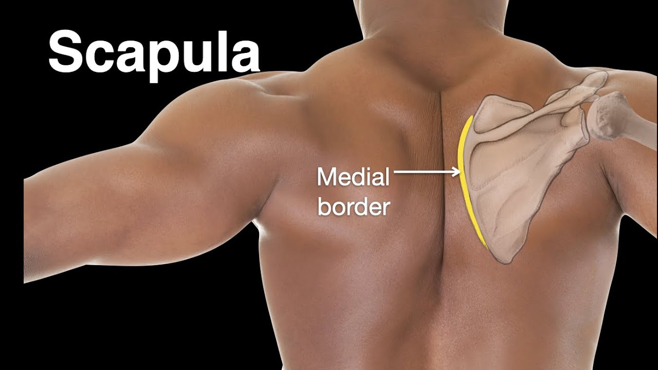 Scapula