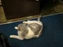 Cat and mouse (Gigi) Cat and mouse (Gigi)