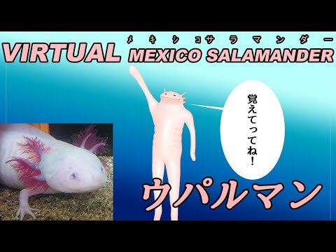 動画