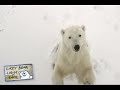 polar bears playing in churchill manitoba