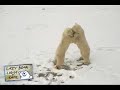 Polar Bears playing in Churchill, Manitoba