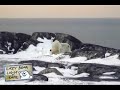 polar bears playing in churchill manitoba