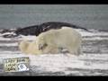 Polar Bears playing in Churchill, Manitoba
