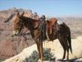 Utah Good John Mule For Sale - Amos