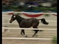 videos de Connect me ( Contender x Le Grand I) Holsteiner stallion