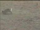Rabit vs Snake 2