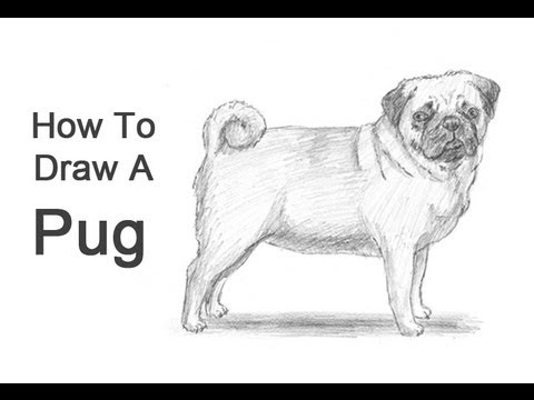 how to draw pugs