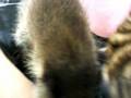 videos de Raccoon Baby Roxie