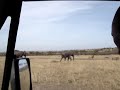 De Safari